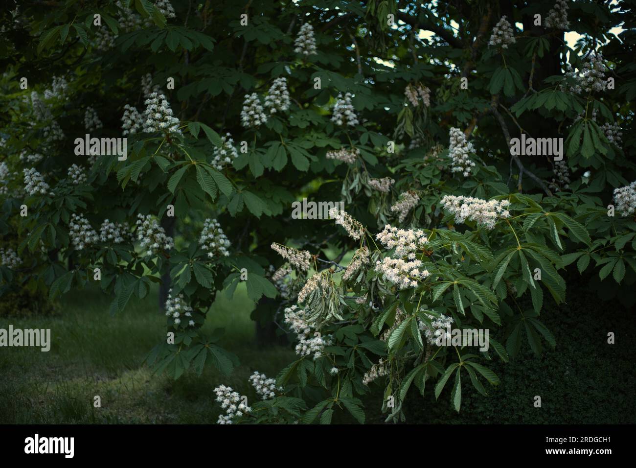 green glades and chestnut trees, an alley with chestnut trees Stock