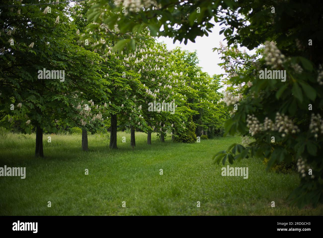green glades and chestnut trees, an alley with chestnut trees Stock