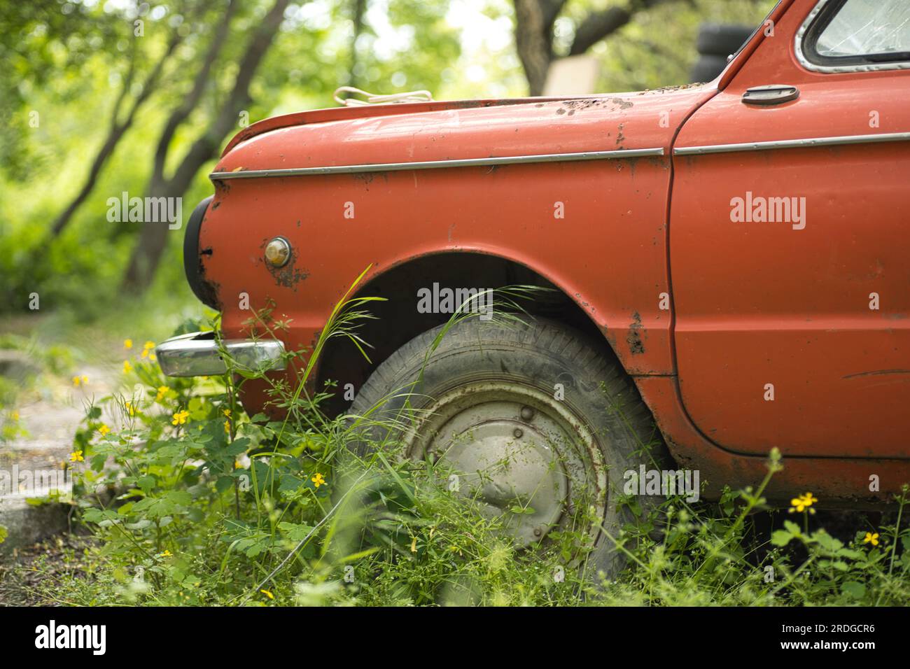 an old abandoned car, the wheel of the car is overgrown with grass and ...