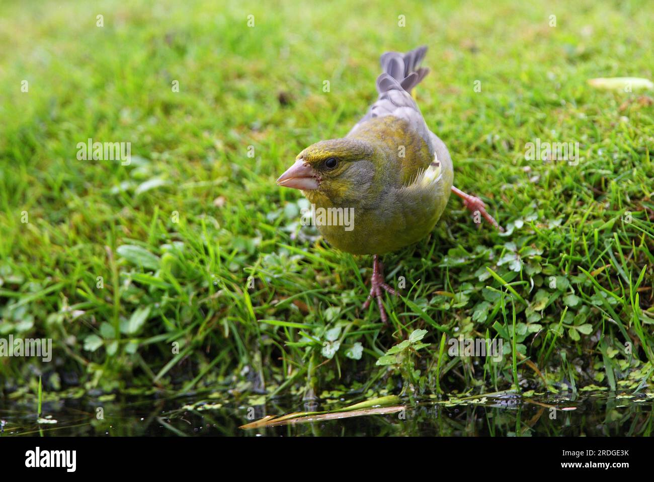 European Greenfinch (Carduelis chloris) adult male drinking from pond  Eccles-on-Sea, Norfolk, UK.          May Stock Photo