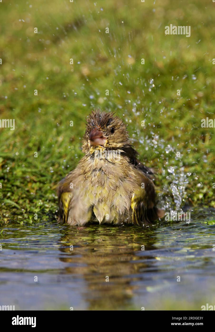 European Greenfinch (Carduelis chloris) adult bathing in pond  Eccles-on-Sea, Norfolk, UK.                   September Stock Photo