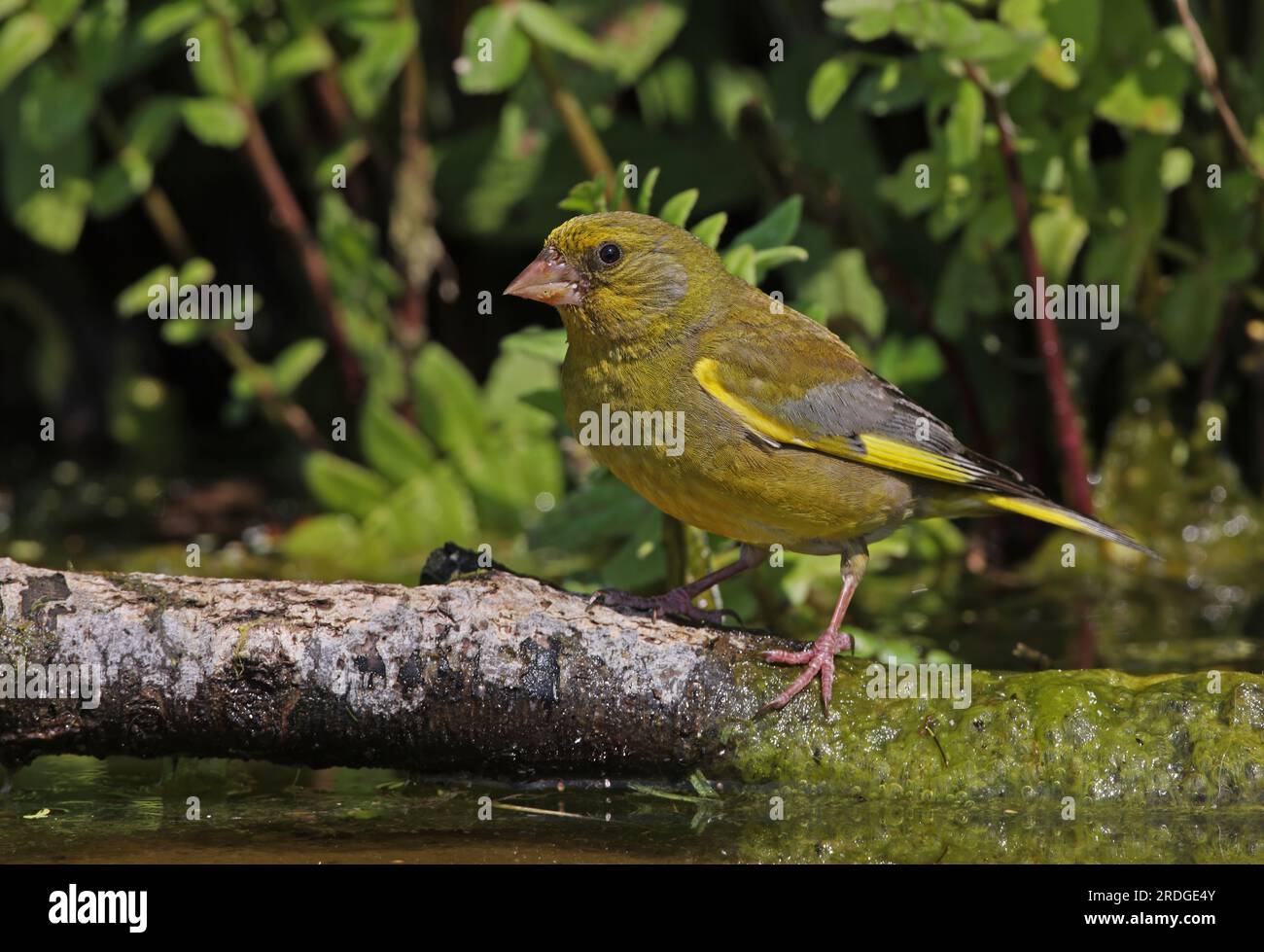 European Greenfinch (Carduelis chloris) adult male coming to water to drink  Eccles-on-Sea, Norfolk, UK.              July Stock Photo