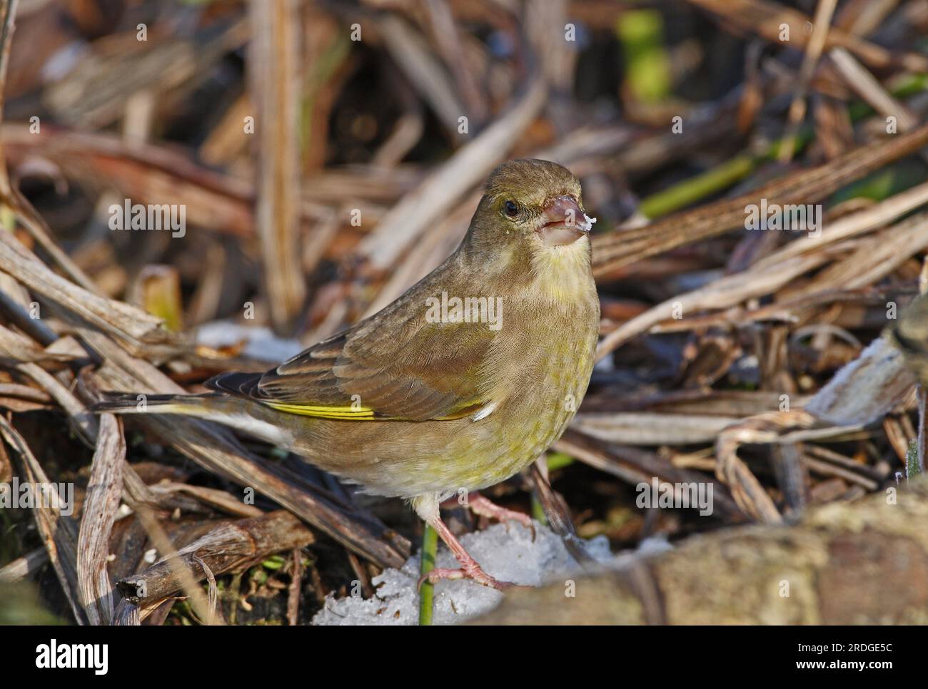 European Greenfinch (Carduelis chloris) adult female eating snow at edge of frozen pond  Eccles-on-Sea, Norfolk, UK.              February Stock Photo