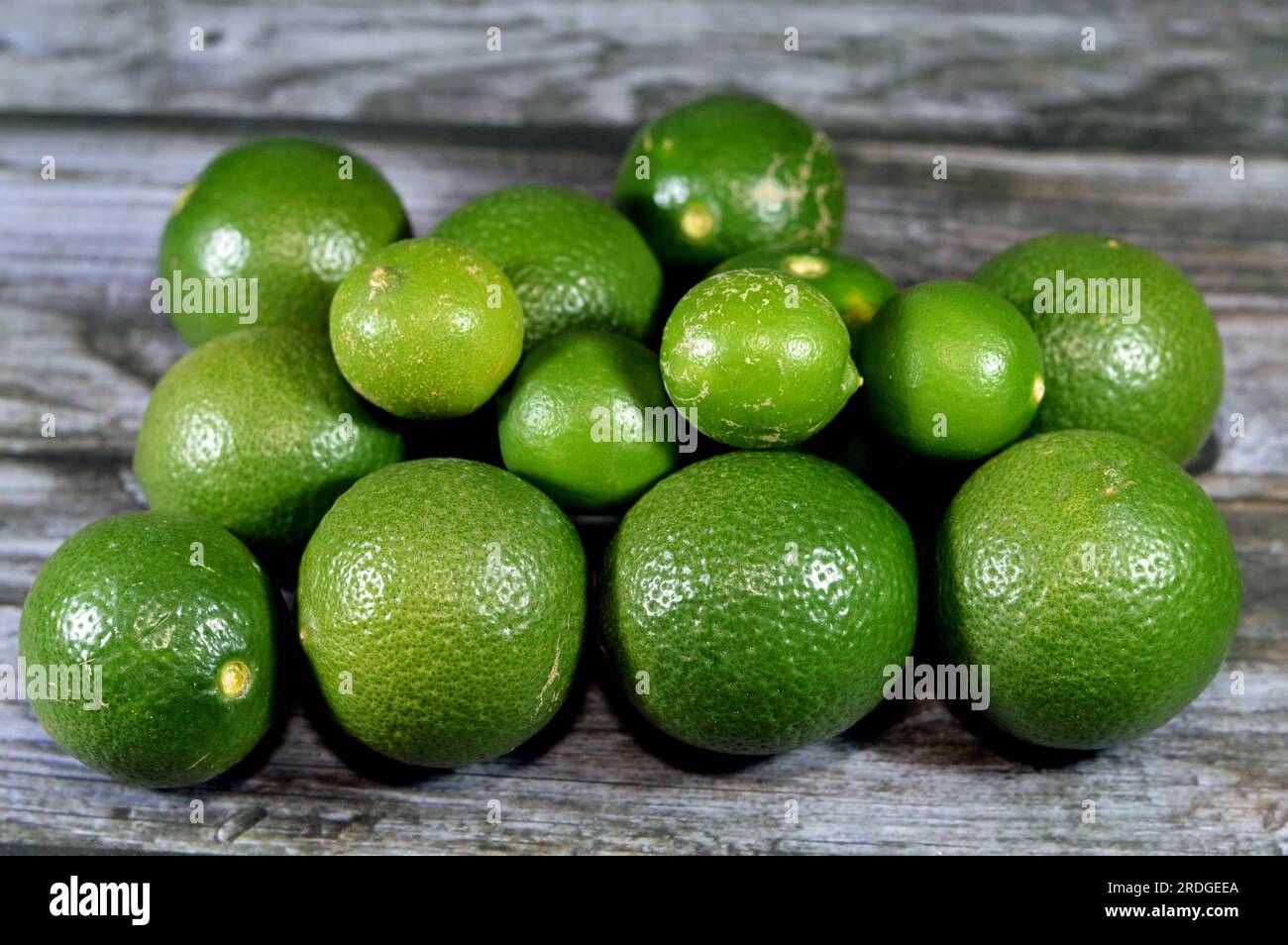 Pile of fresh green lemons, The lemon (Citrus limon) is a species of small evergreen trees in the flowering plant family Rutaceae, native to Asia, use Stock Photo