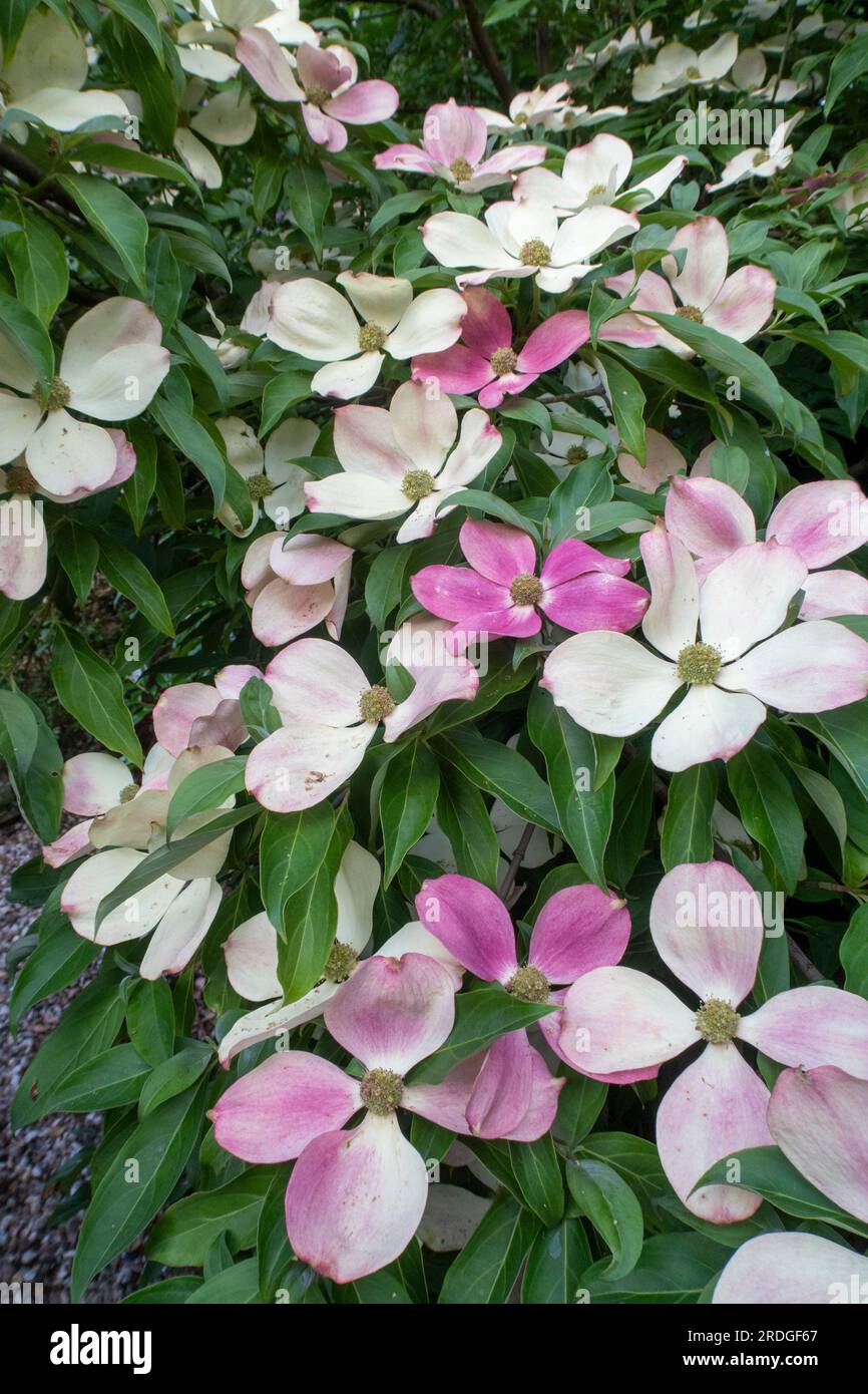 As the bracts (flowers) age, they slowly turn from cream to pink on Cornus Capitata. On a tree in Devon, England. Dogwood tree. Stock Photo