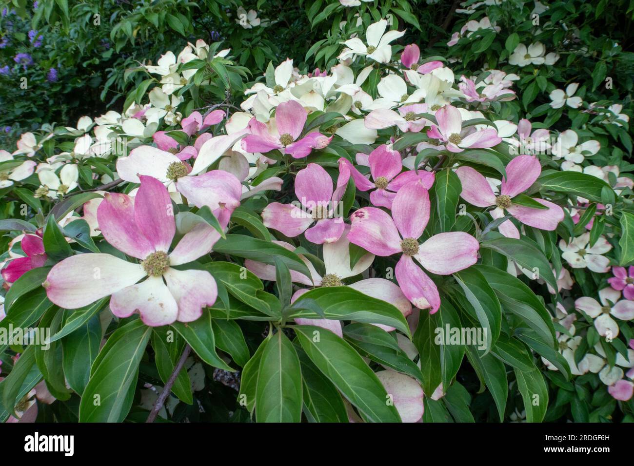 As the bracts (flowers) age, they slowly turn from cream to pink on Cornus Capitata. On a tree in Devon, England. Dogwood tree. Stock Photo