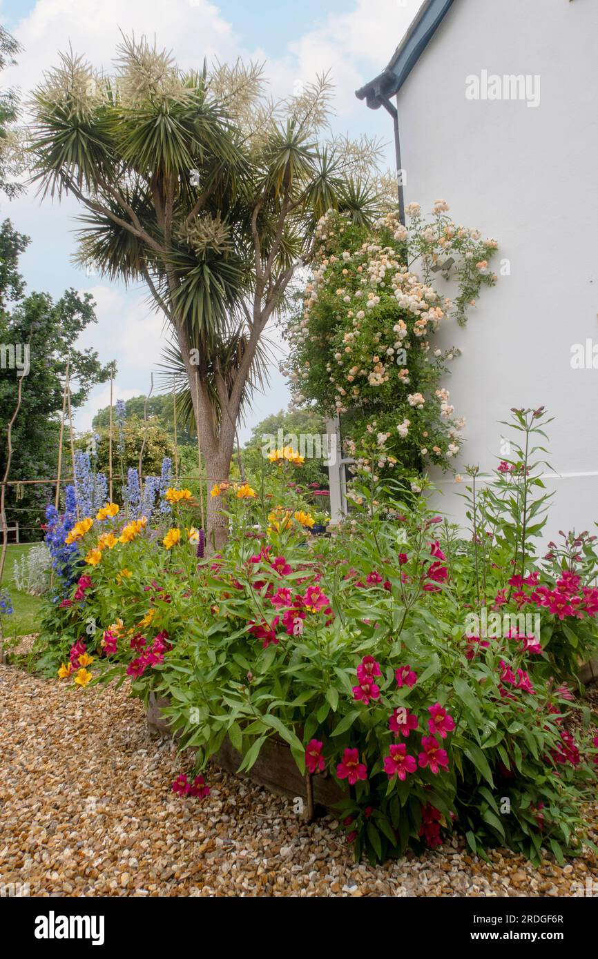 Vibrant alstomeira and delphiniums Bluebird and Black knight with Ghislaine de Feligonde rose and cordyline australis tree behing. Stock Photo