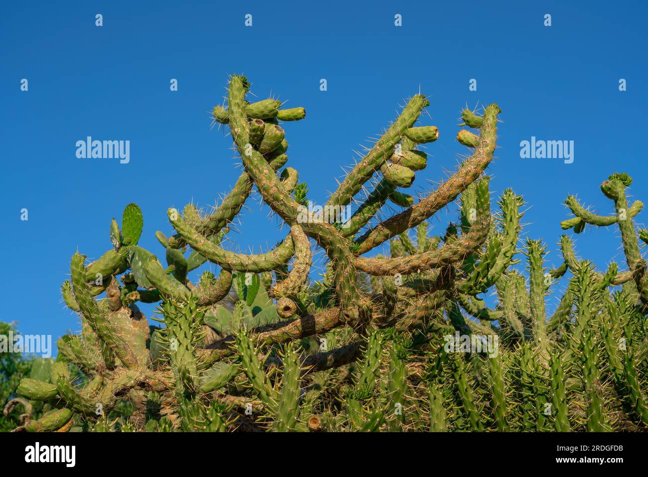 Eve’s needle Cactus (Austrocylindropuntia subulata) - Olvera, Andalusia, Spain Stock Photo