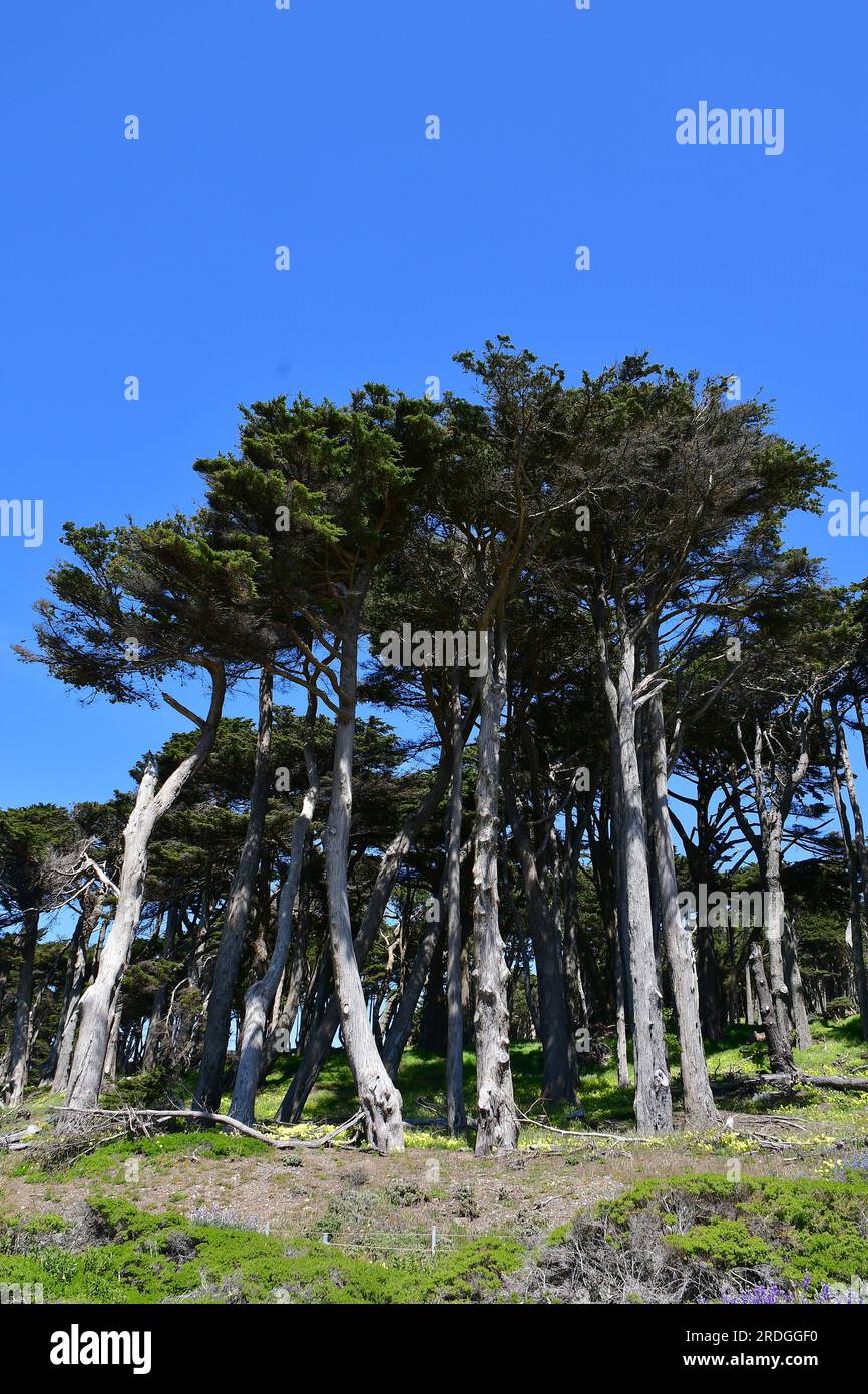 Monterey cypress, MontereyZypresse, Cyprès de Lambert, Cupressus