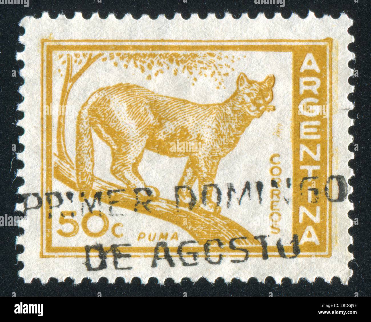 ARGENTINA - CIRCA 1957: stamp printed by Argentina, shows wild puma, circa 1957 Stock Photo