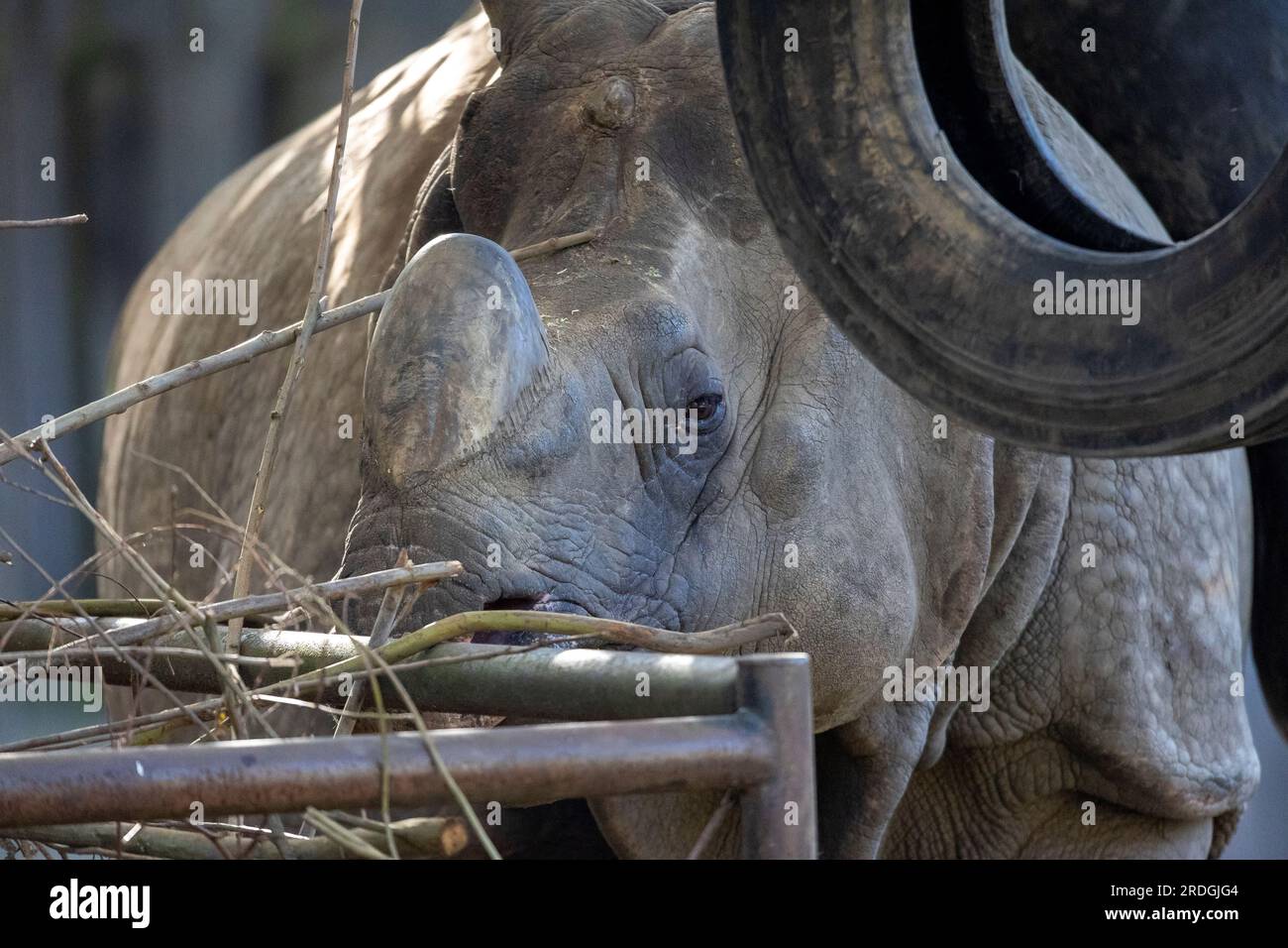A portrait of the head of a standing rhino or rhinoceros. The animal has a horn on its nose and