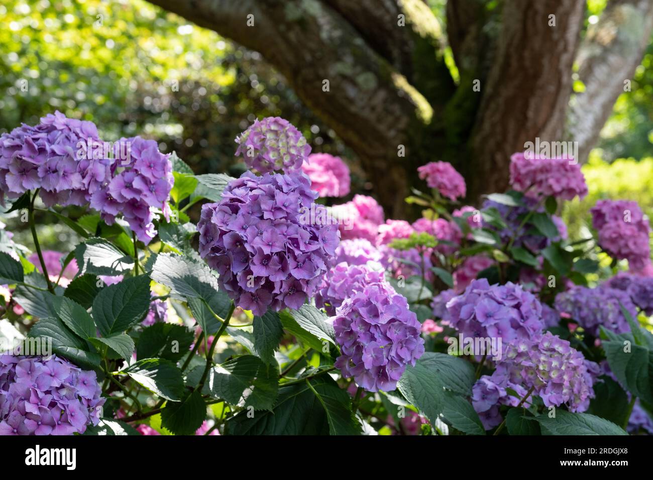 Hydrangeas in pink and purple colours at the RHS Wisley garden, Surrey ...