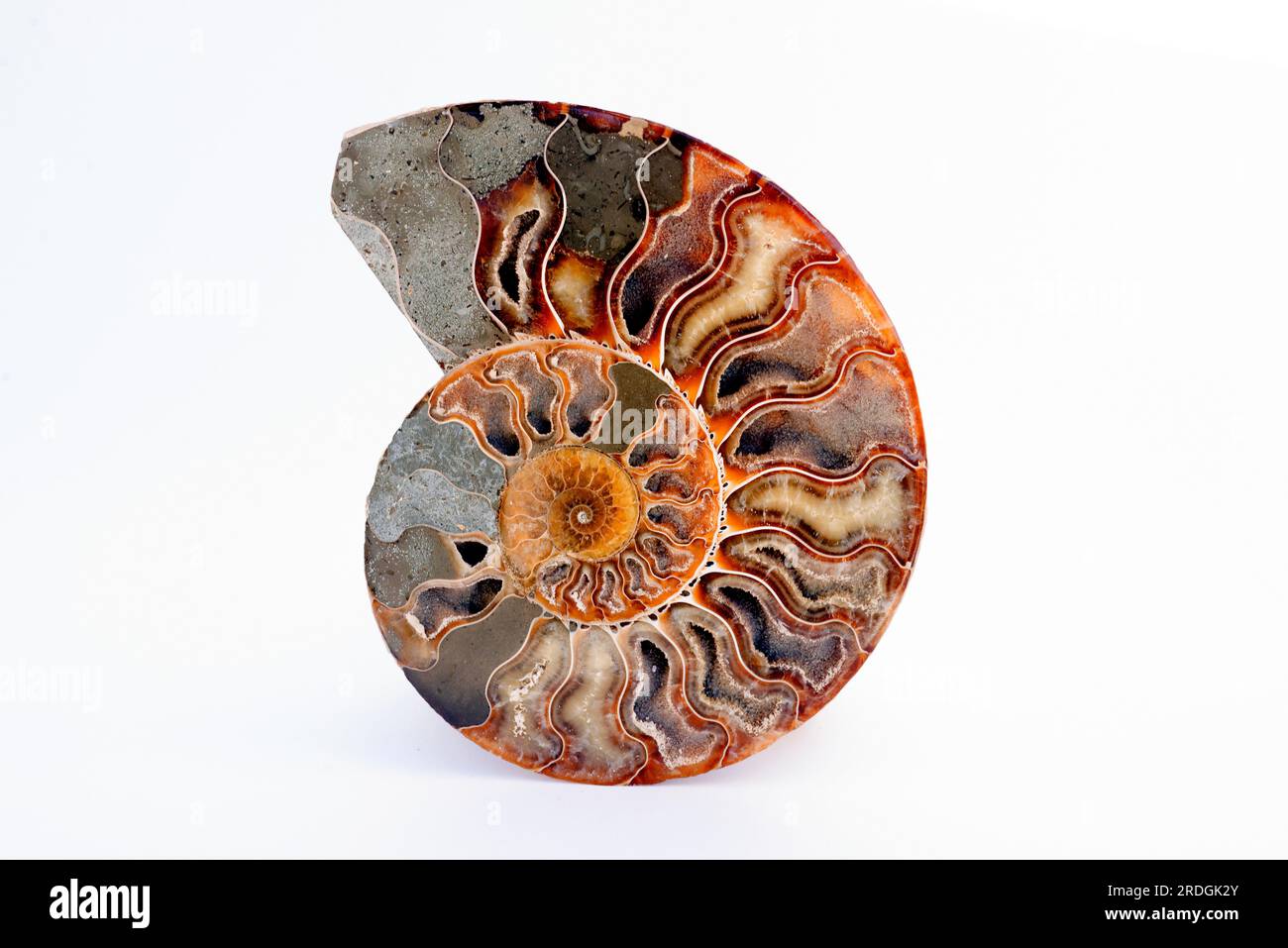 Ammonite fossil Cleoniceras sp. from Cretaceous of Madagascar. Polished ...