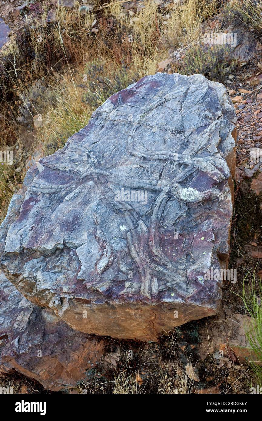 Cruziana ichnofacies is an assemblage of marine trace fossils made up ...