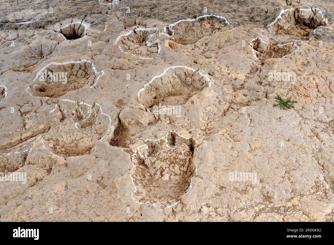Ichnofossils or trace fossils of dinosaurs footprints. Claws marks