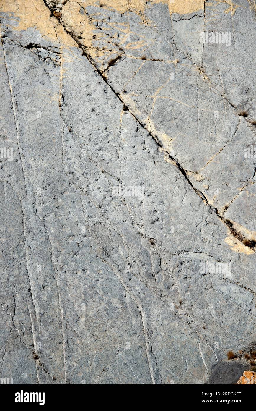 Ichnofossils or trace fossils of sauropods dinosaurs footprints (Titanosaurus). This photo was taken in Fumanya Sud, Figols, Barcelona, Catalonia, Spa Stock Photo