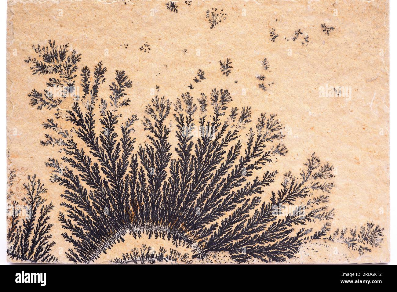 Dendritic crystals of pyrolusite on limestone rock. Pyrolusite is a mineral composed by manganese dioxide. Stock Photo