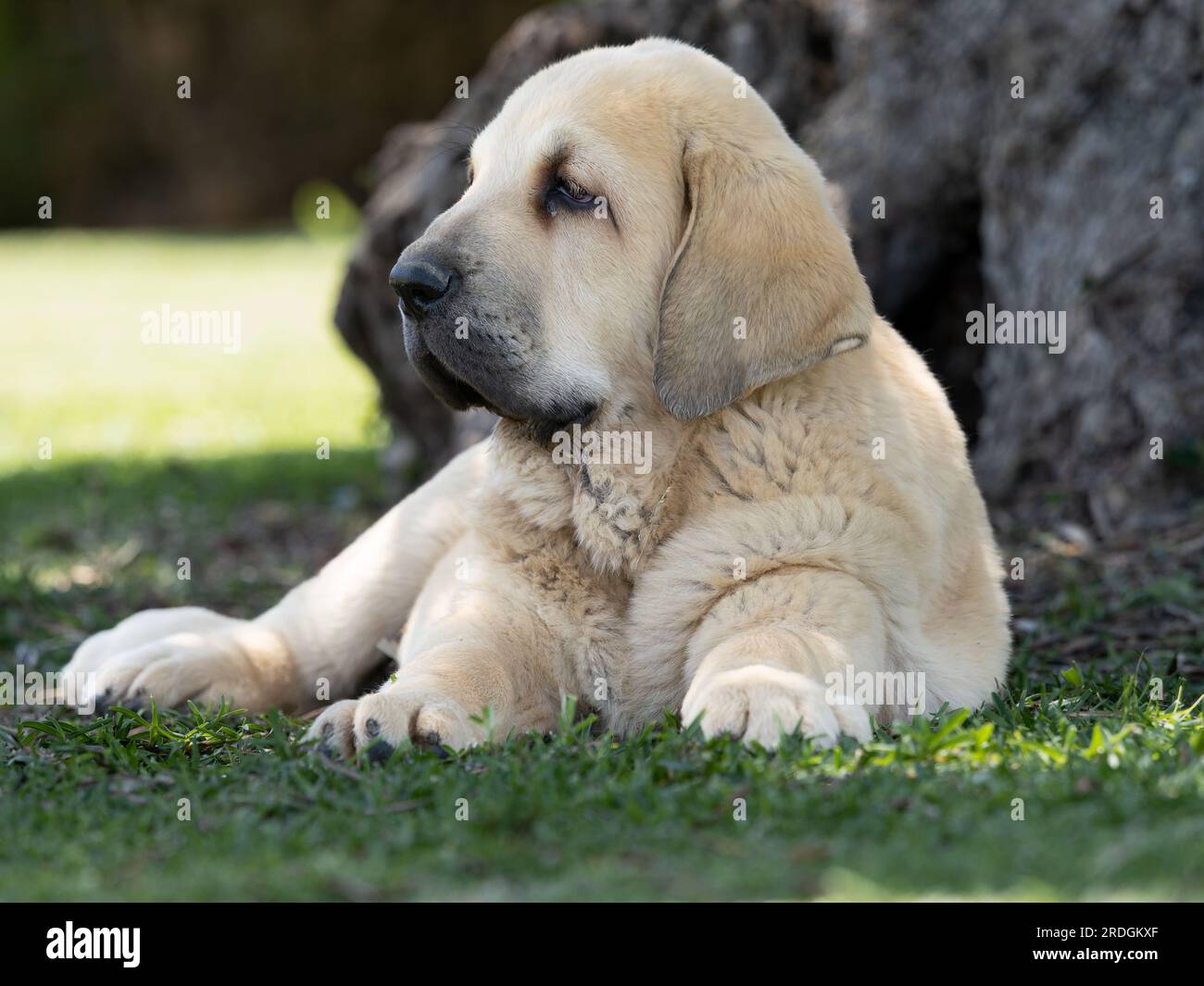 Good Spanish Mastiff Dog Looks Up Lying on the Floor. Portrait Huge Dog.  Copy Space. Stock Image - Image of head, spanish: 134514369