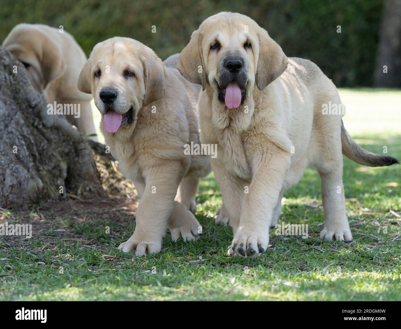 Wolf puppies standing hi-res stock photography and images - Alamy