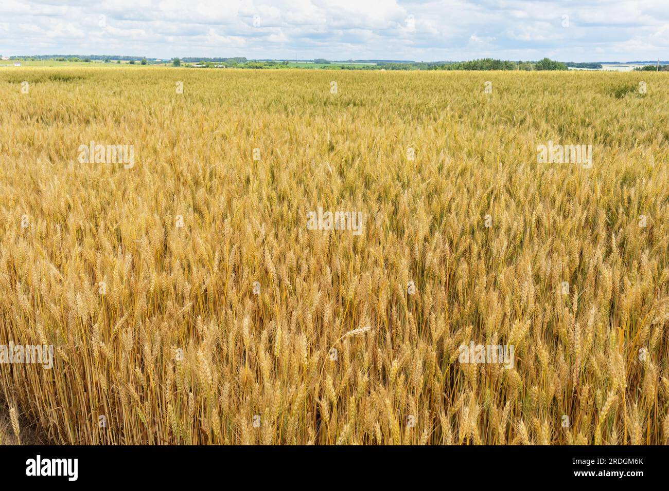 Barley oat cereal field hi-res stock photography and images - Alamy