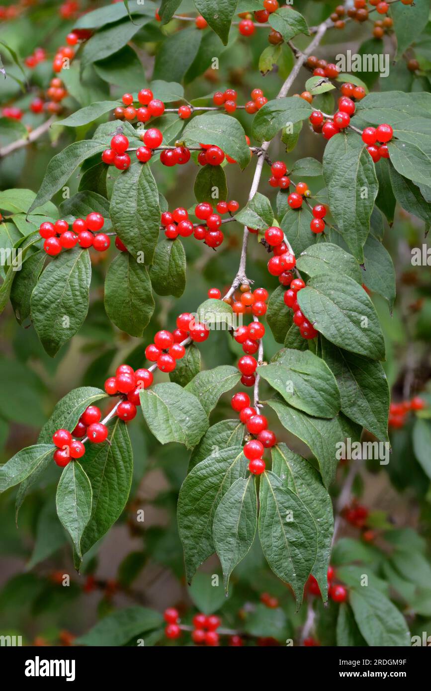 Amur honeysuckle (Lonicera maackii) aka bush honeysuckle with ripe red berries and leaves present, considered to be an invasive Asian species. Stock Photo
