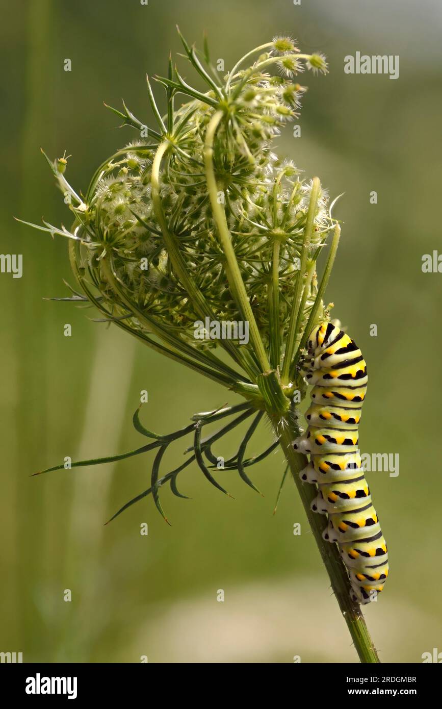 Caterpillar of the swallowtail butterfly (Papilio machaon) feeding on Queen Anne's lace (Daucus carota) or wild carrot usually considered a weed. Stock Photo