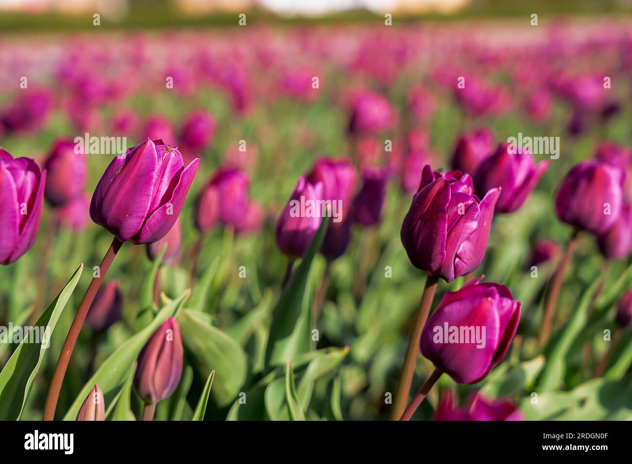 Red tulip growing in the park in spring. spring background Stock Photo