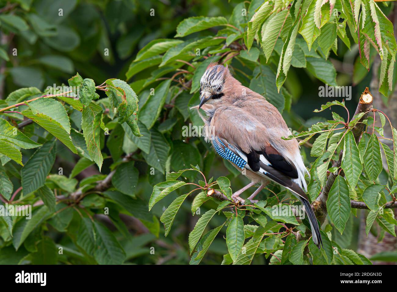 Close up of a wild, UK jay bird isolated on s tree branch preening its feathers. Stock Photo