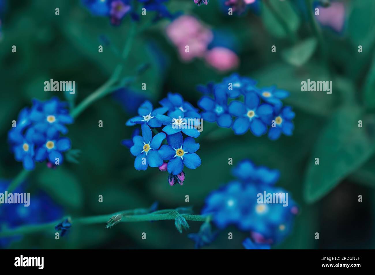 Blue little flowers grow in summer ornamental garden