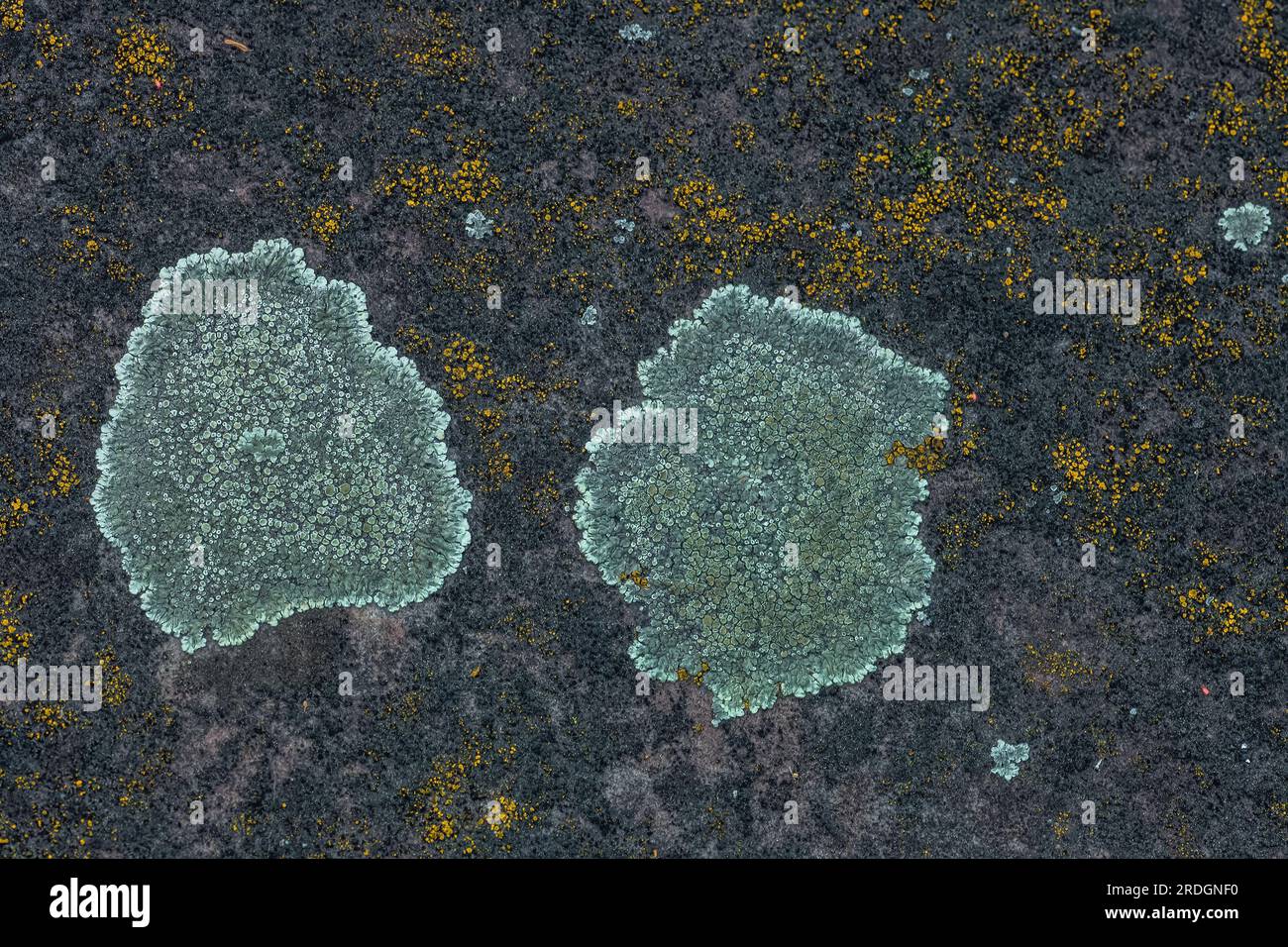 Grey and orange lichen growing on stone close up. Rock surface with colorful lichens grow. Gray and yellow fungus covered old wall, natural abstract t Stock Photo