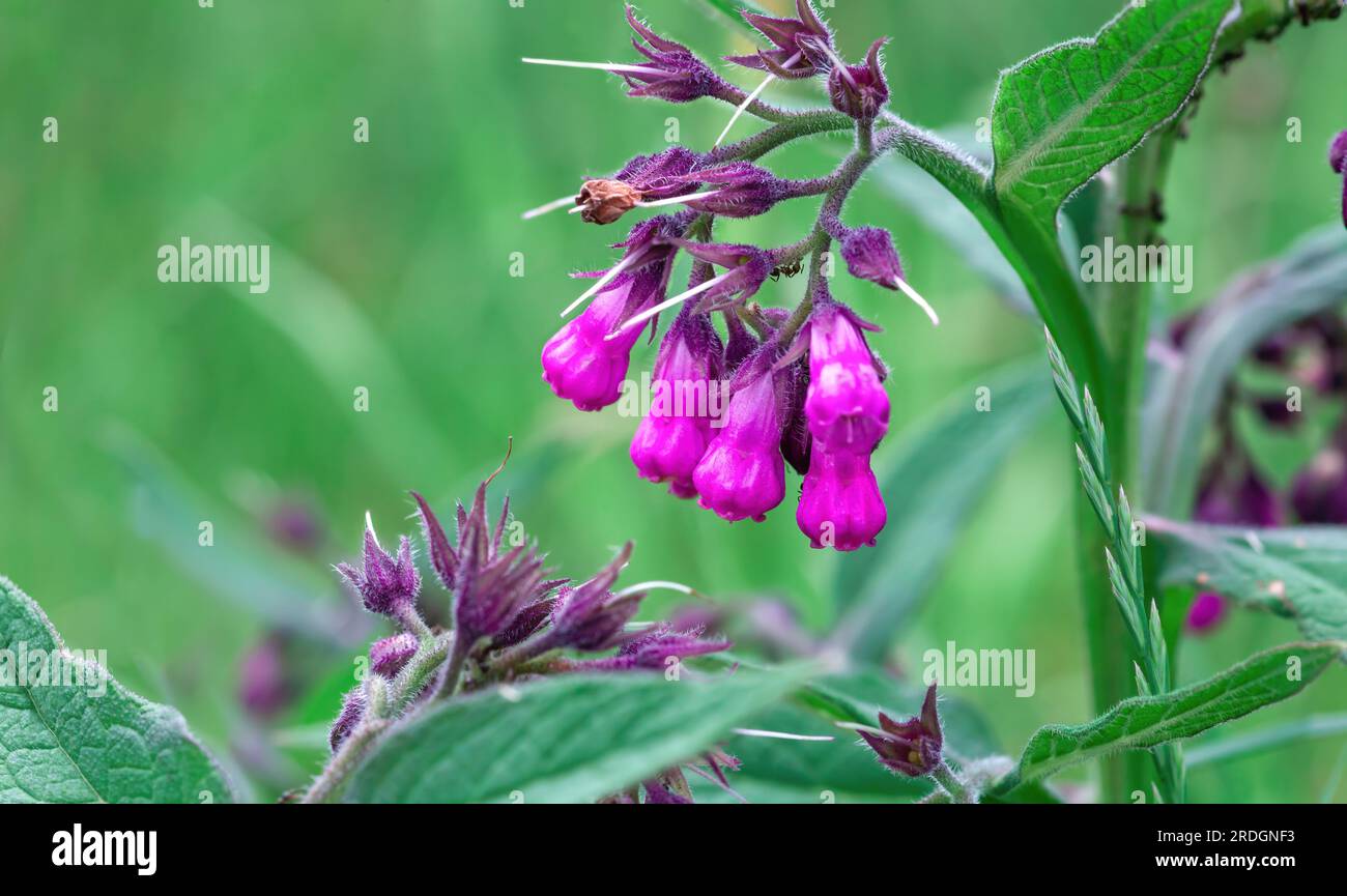 Comfrey purple flowers growing in summer meadow. Pink Symphytum officinale perennial plants grow in spring green garden with copy space. Bright fresh Stock Photo