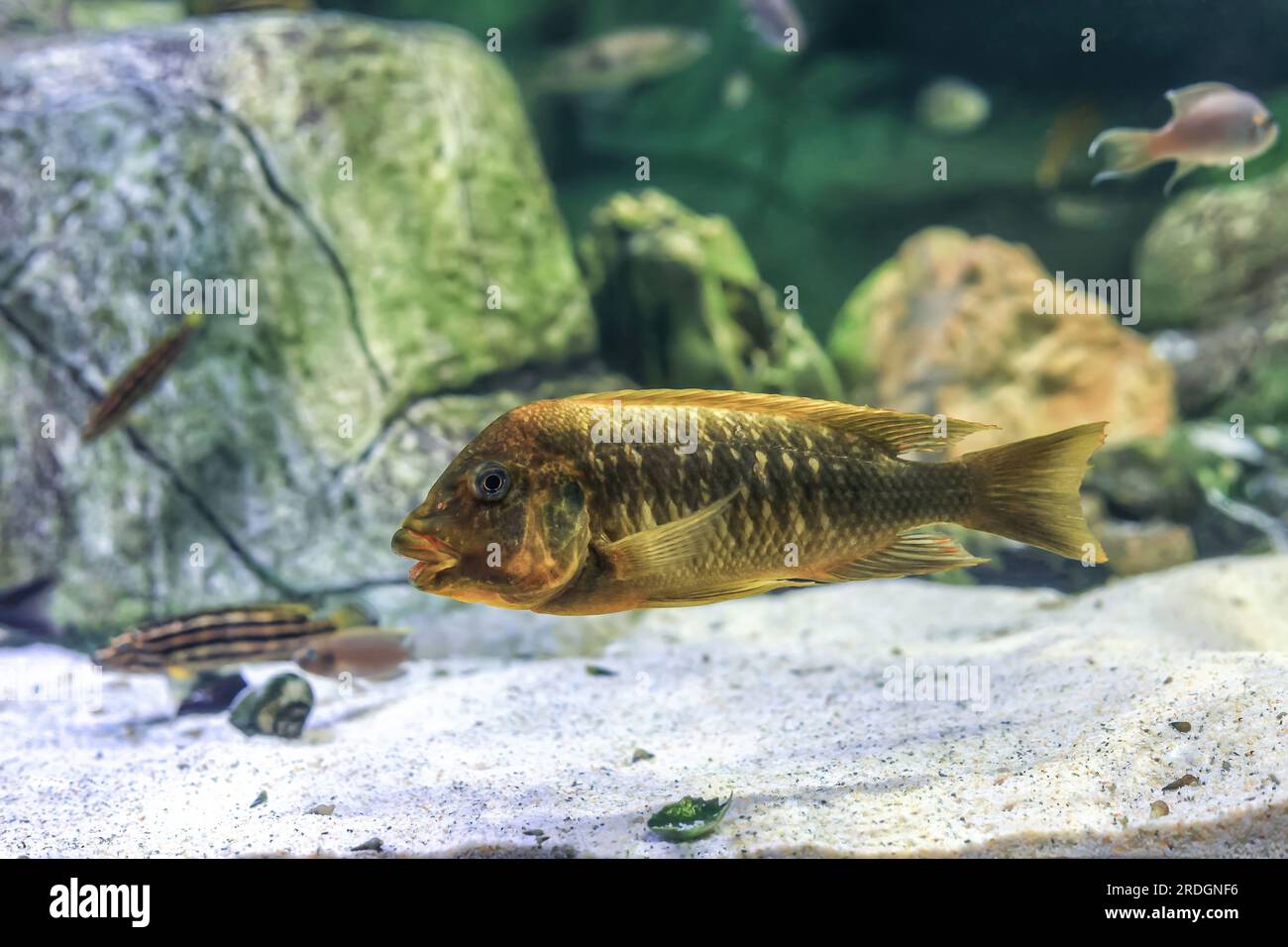 Petrochromis trewavasae brown fish swimming in aquarium. Threadfin cichlids endemic of Lake Tanganyika in east Africa. Yellow and brown colors fish sw Stock Photo