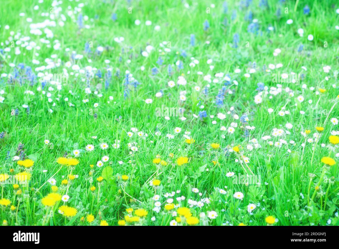 Green grass, various wild flowers grow in spring meadow. Different