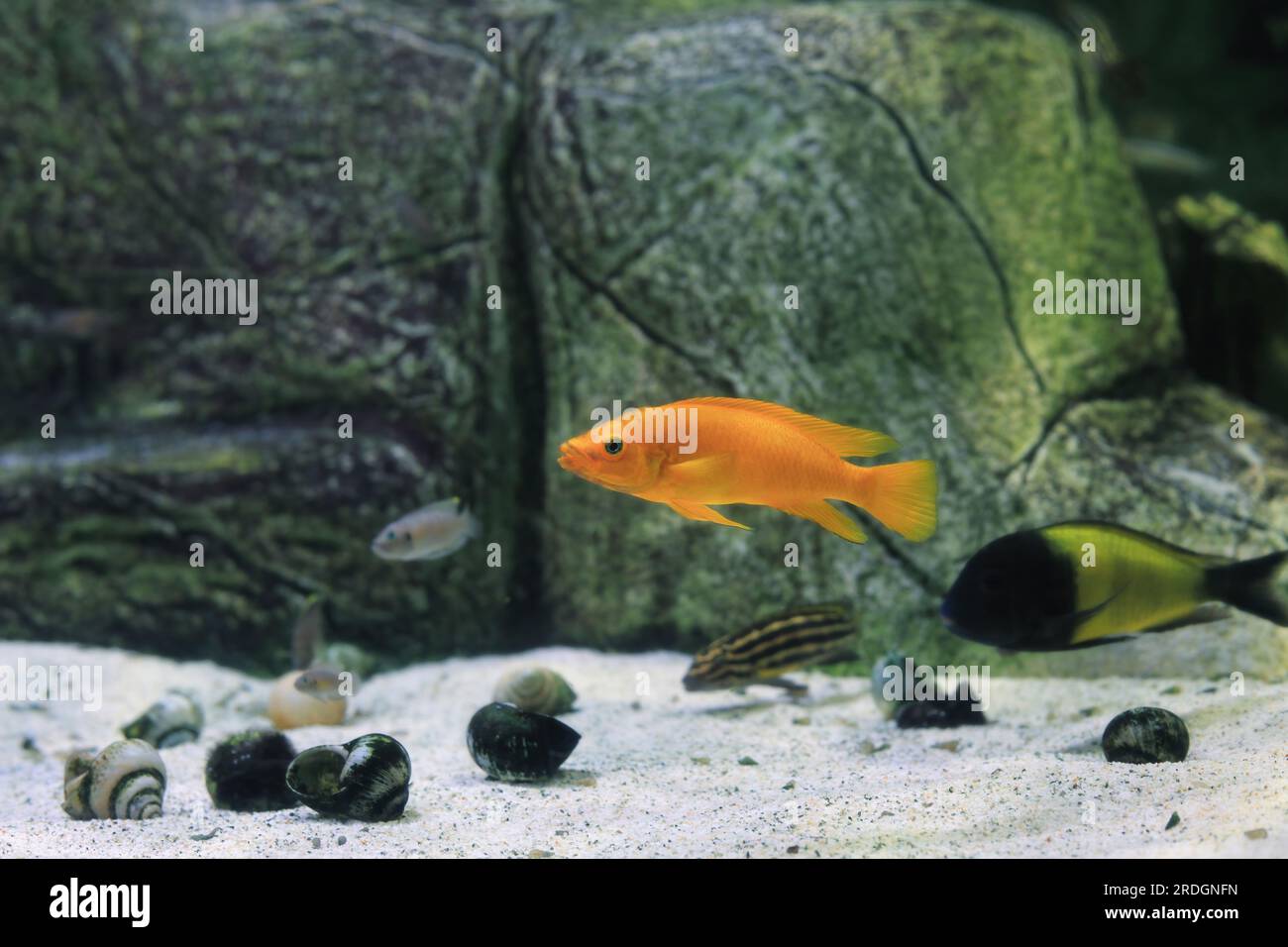 Lemon cichlid, Tropheus Moorii Ikola fish swimming in aquarium. Neolamprologus leleupi orange, yellow black Tropheus sp. Ikola (Kaiser Moorii) in fish Stock Photo