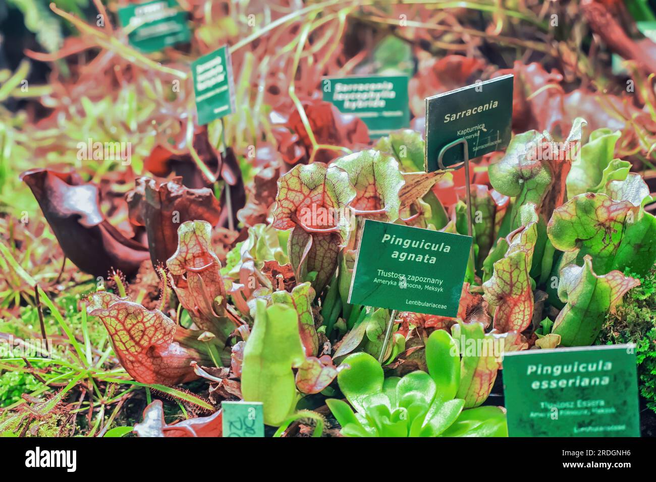 Various plants grow in botanical garden. Different carnivorous red, green pitcher plant. Sarracenia, Pinguicula agnata, Pinguicula esseriana flowers g Stock Photo