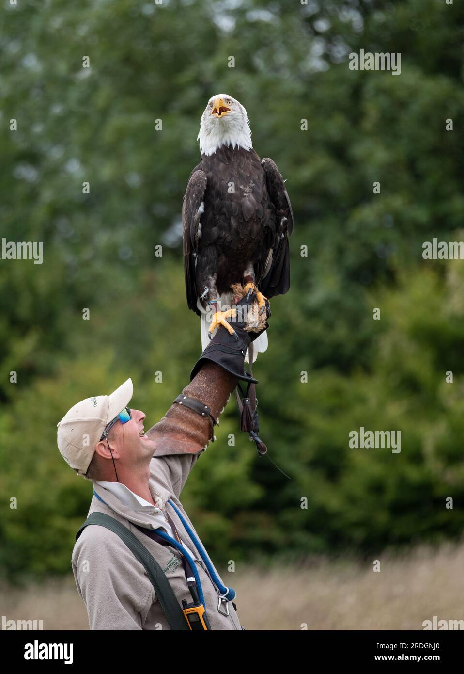 Falconry, Bird in hand. Bald Eagle (Haliaeetus leucocephalus Stock