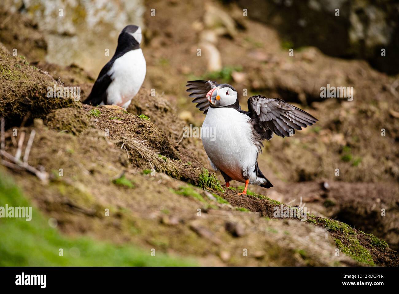 Cute Puffins, with their cute clown faces, going about their business on Skomer Island, Pembrokeshire, Wales Stock Photo