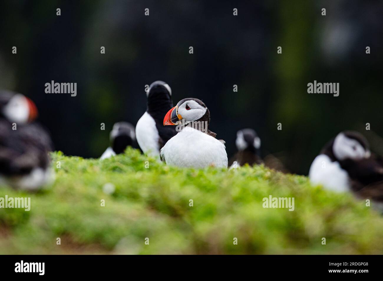 Cute Puffins, with their cute clown faces, going about their business on Skomer Island, Pembrokeshire, Wales Stock Photo