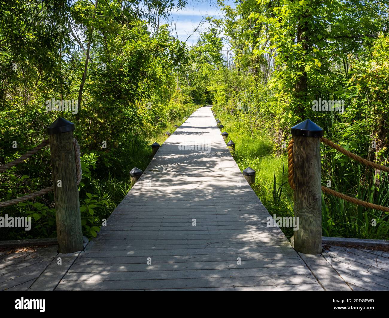 Traverse the enchanting marshland of Theodore Roosevelt Island in