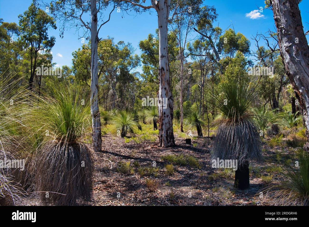 Grass trees (Xanthorrhoea) with black trunks in native forest with jarrah, marri and powderbark trees in Avon Valley National park, Western Australia Stock Photo