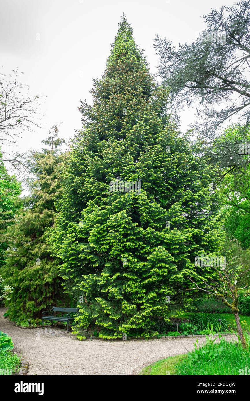 Abies cilicica, also known as Cilician fir or or Taurus fir, in conical of pyramidal shape Stock Photo