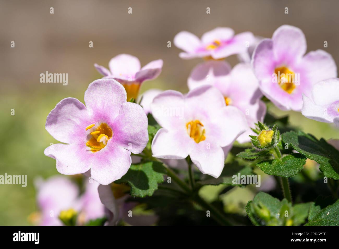 Detailed image of the light pink flowers of Bacopa (Chaenostoma cordatum) on a sunny day in spring Stock Photo