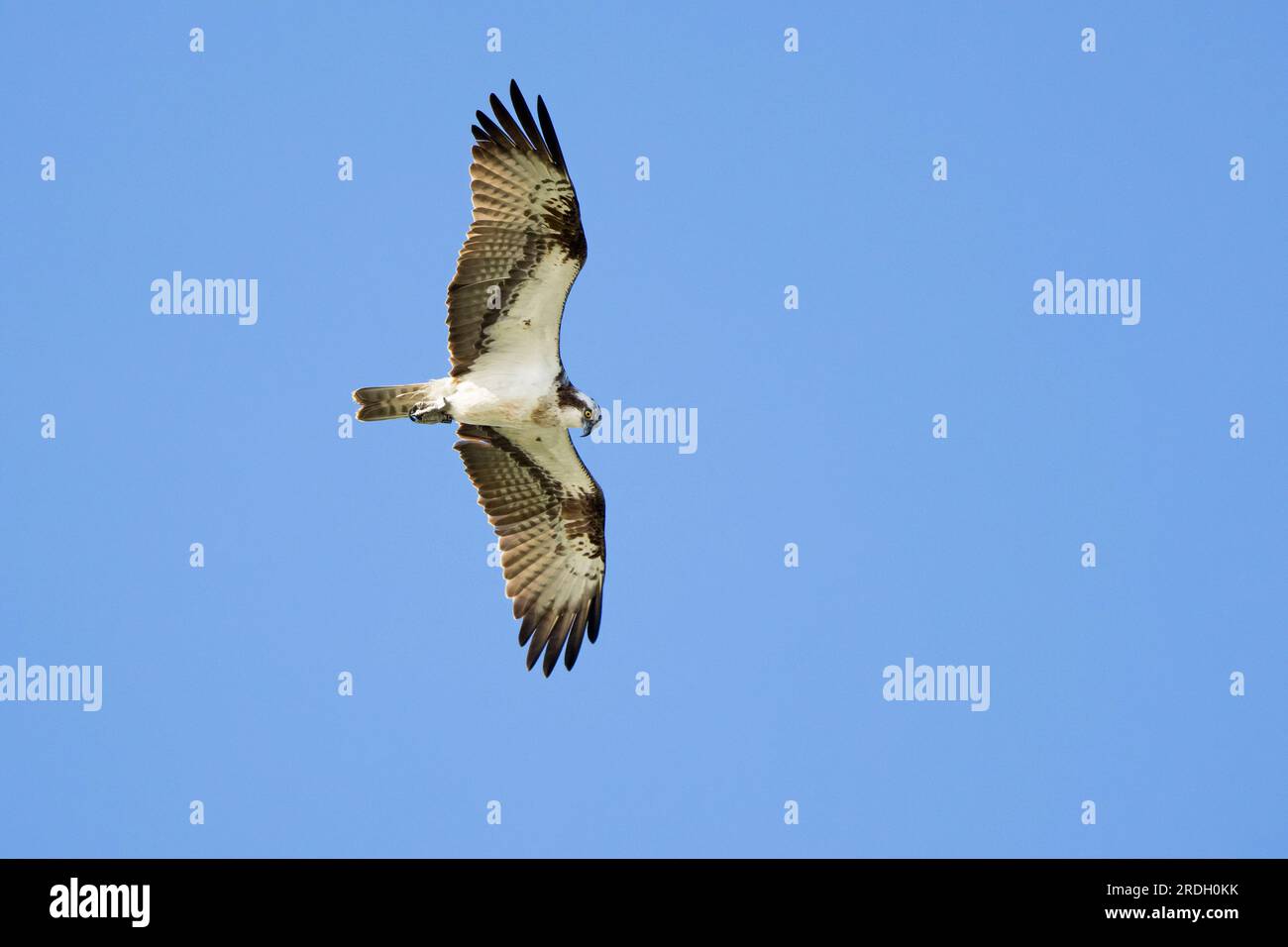 Migrating Western osprey (Pandion haliaetus) in flight against blue sky in late summer Stock Photo