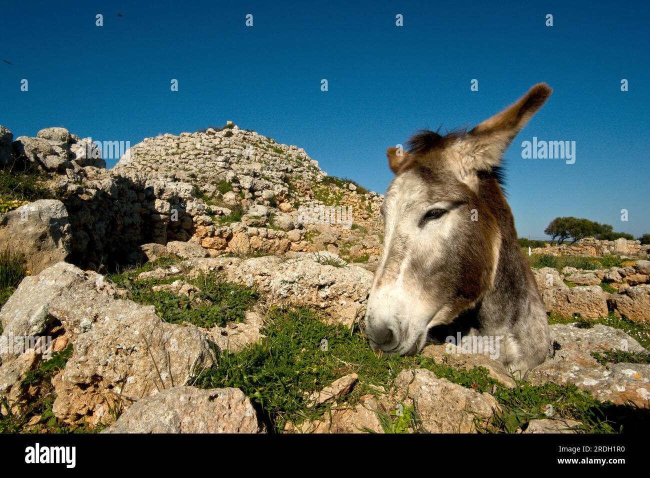 Templo de bronce hi-res stock photography and images - Alamy