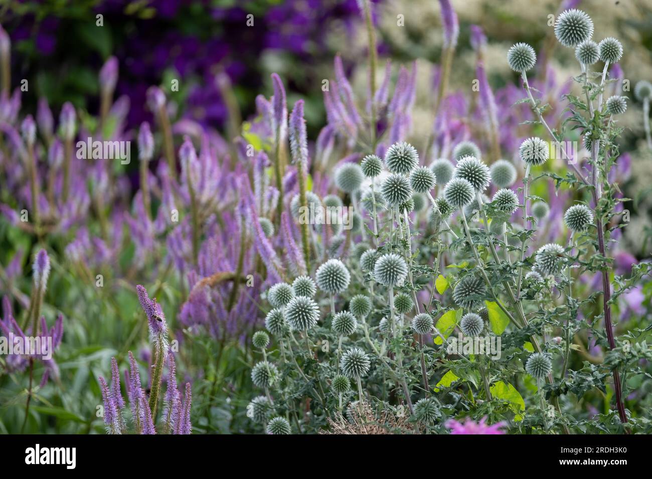 In the foreground, Ruthenian globe thistle, Echinops bannaticus Star Frost, photographed at Wisley, Surrey UK. Stock Photo