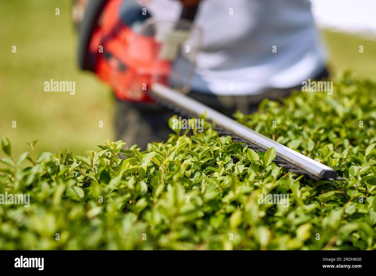 Cutting grass with on sale hedge trimmer