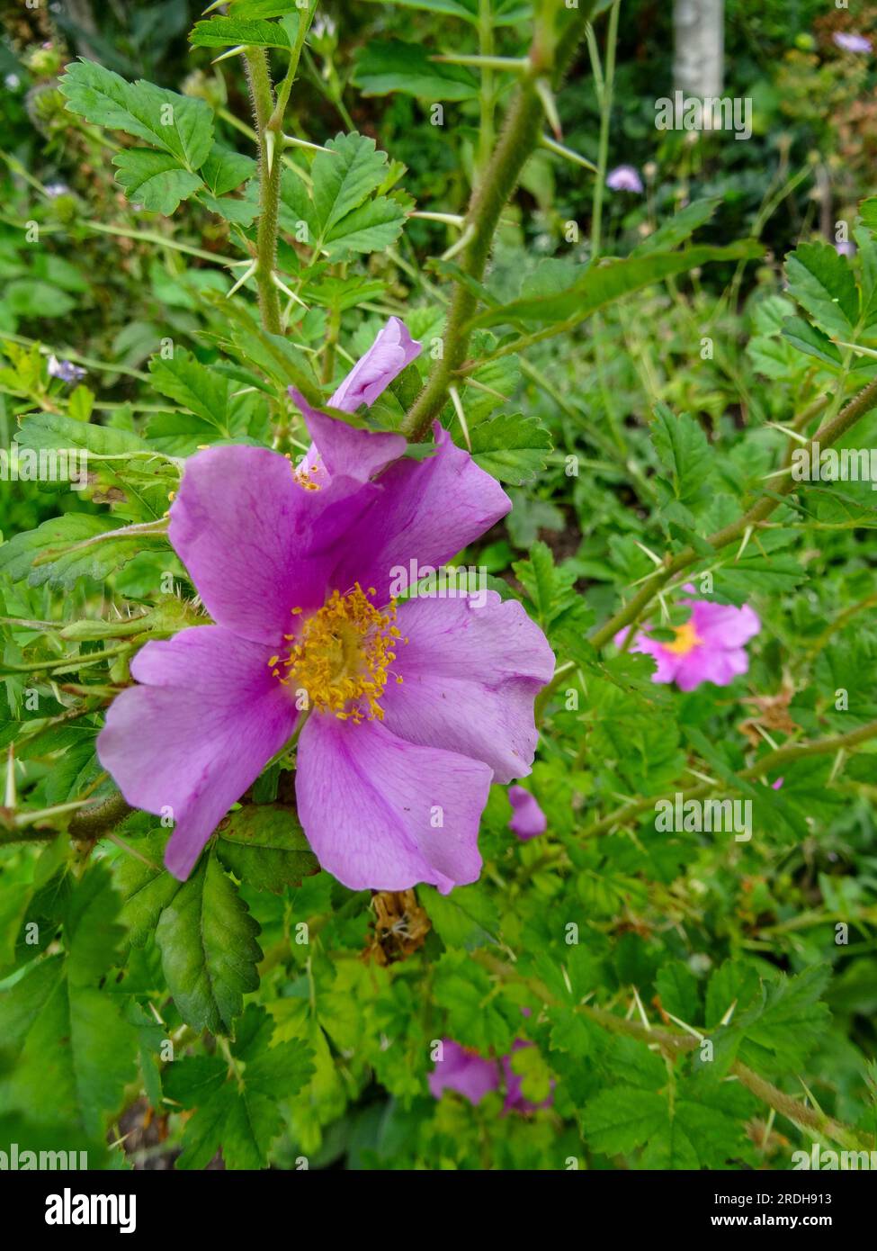 Rosa stellata var mirifica hi-res stock photography and images - Alamy