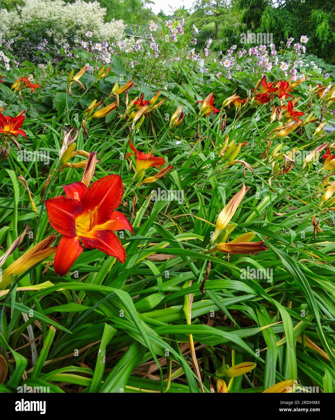 Natural close up flowering plant portrait of Hemerocallis 'Buzz Bomb