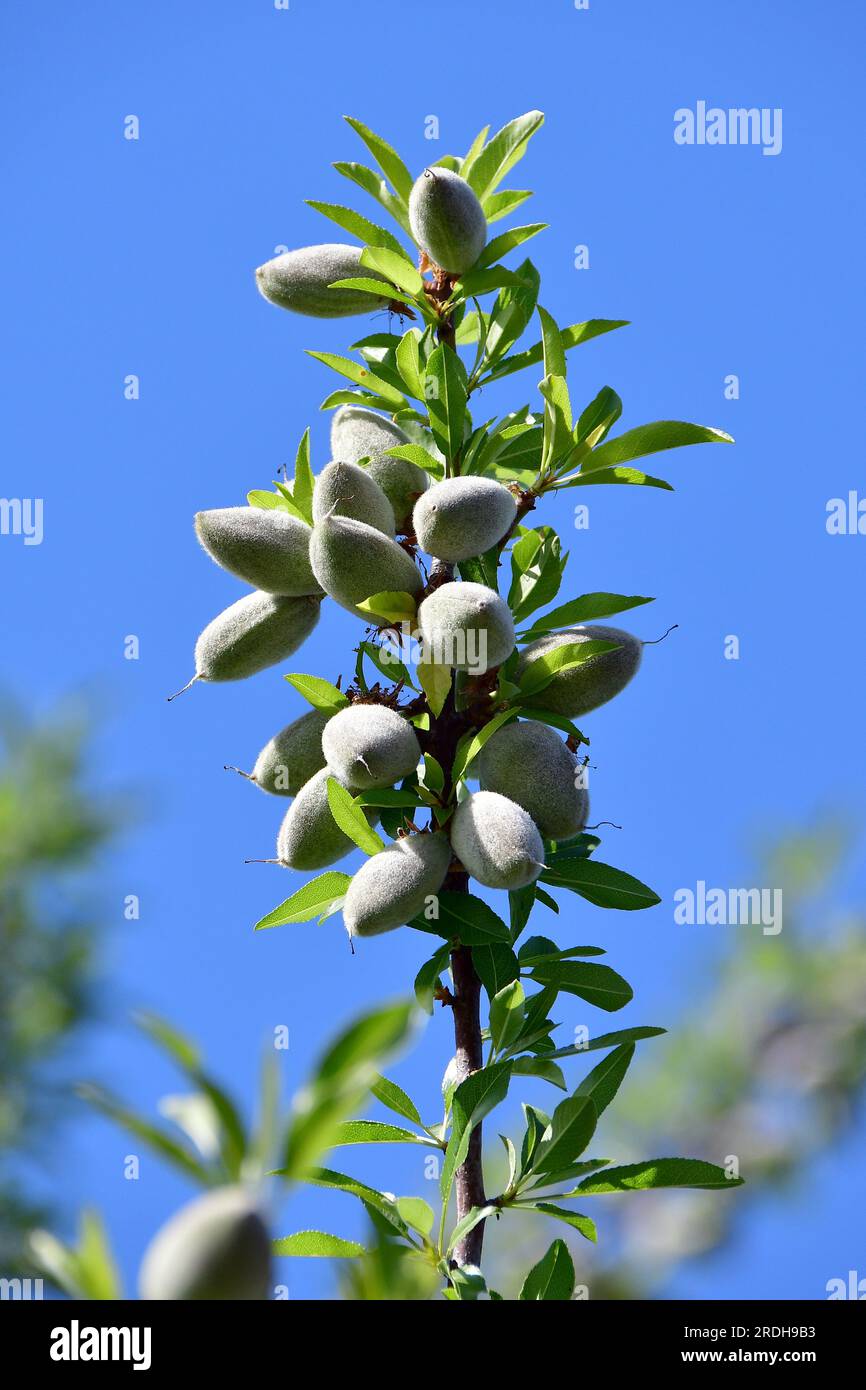Almond, Mandelbaum, Amandier, Prunus dulcis, mandula, USA, North ...