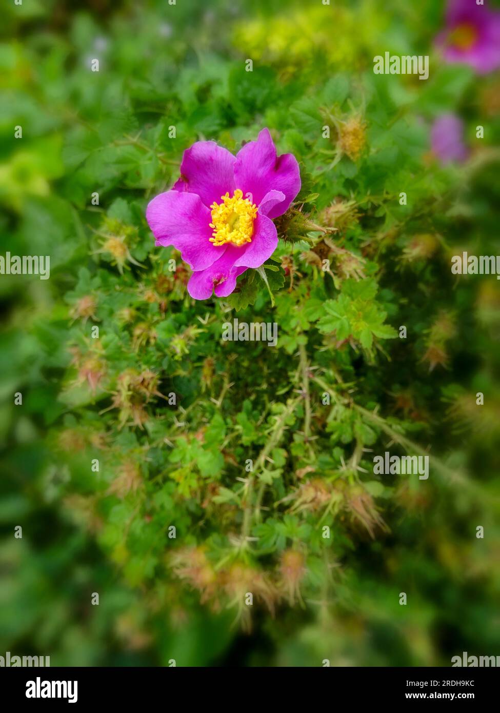 Rosa stellata var mirifica hi-res stock photography and images - Alamy